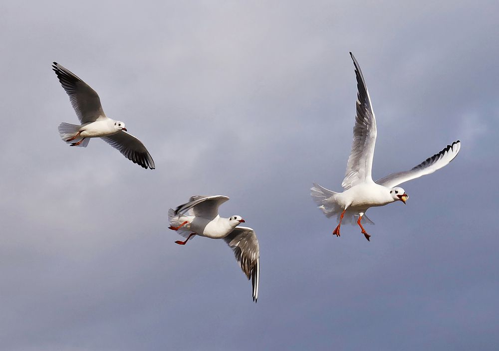 Photograph by Андрей Лопатин