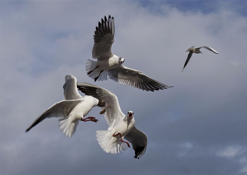 Photograph by Андрей Лопатин