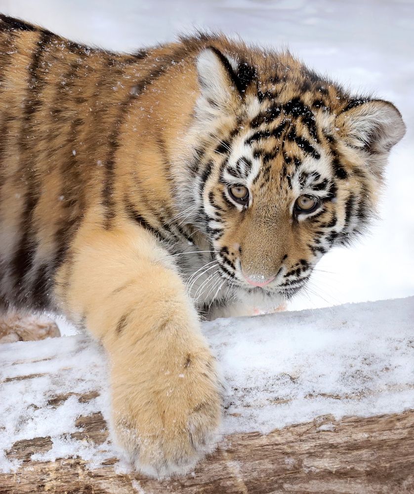 Фотография автора Светлана Бакулина