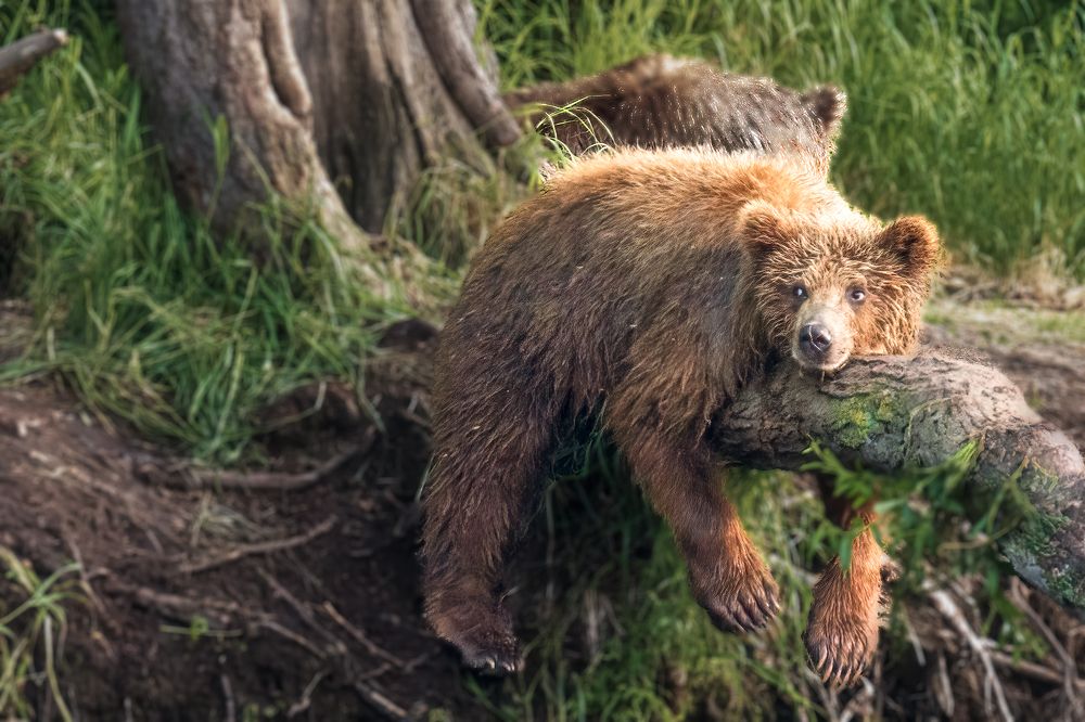 Photograph by Elena Levi