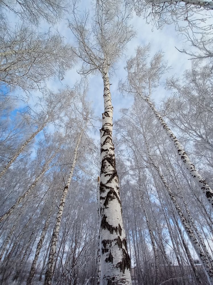 Сибирские берёзы