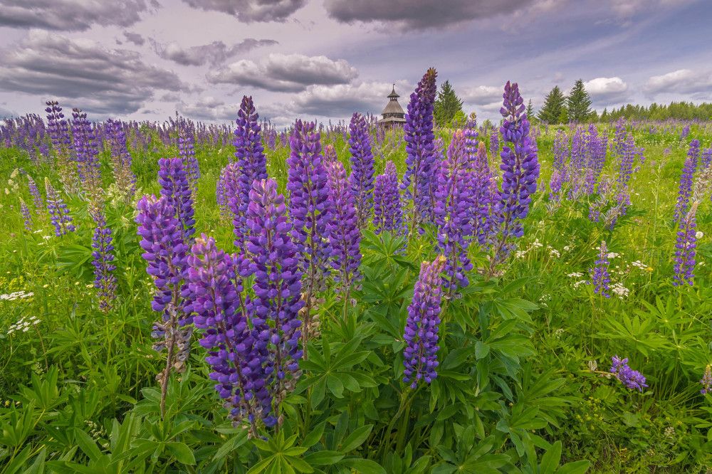 Утренняя Хохловка.