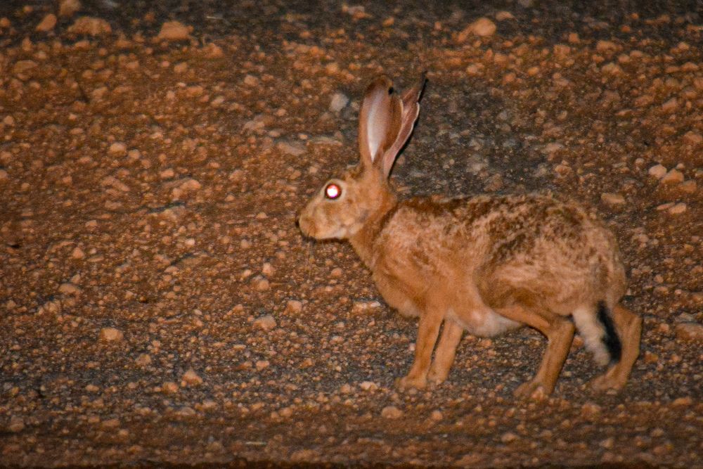 Photograph by Bachir Rabouh