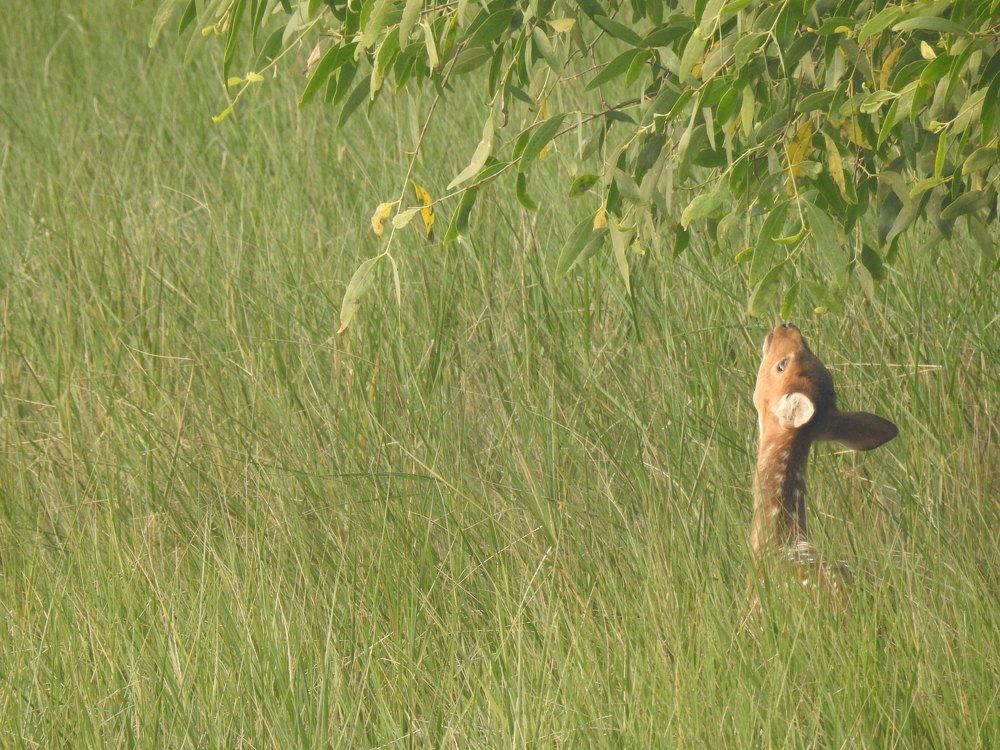 Photograph by Amlan Ghosh