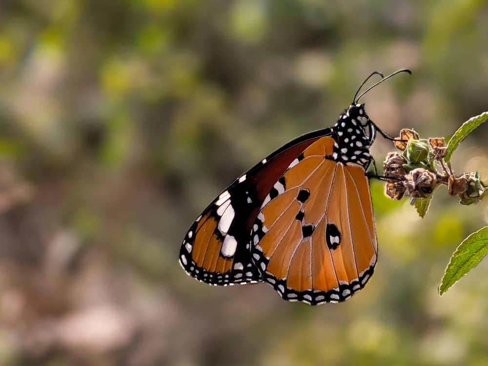 Photograph by Sukanya Chowdhury