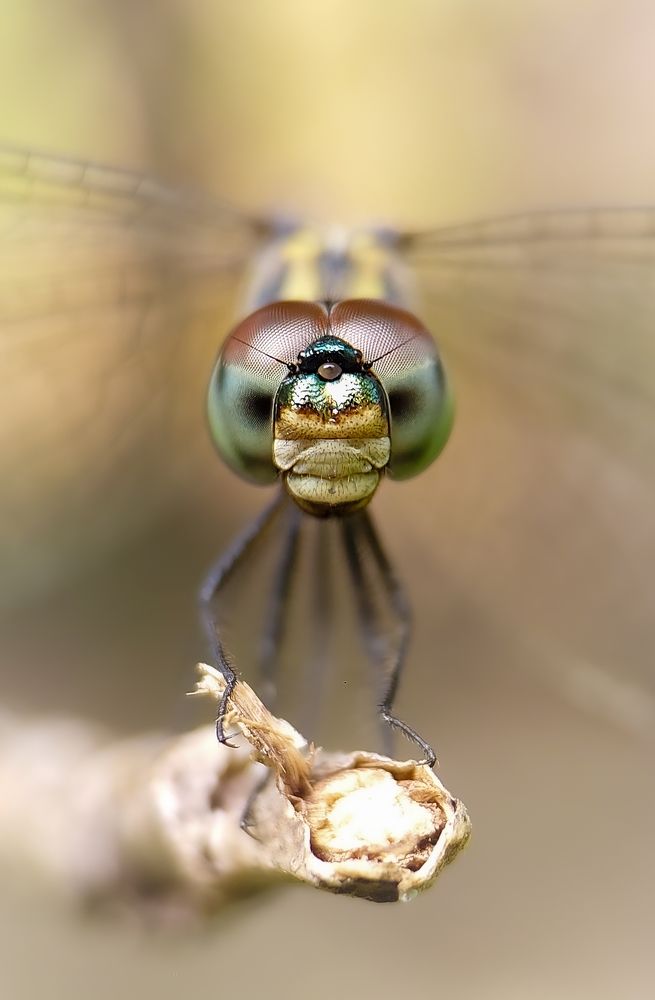 Photograph by Sukanya Chowdhury