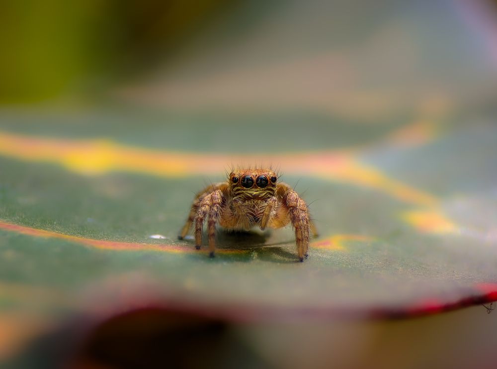 Photograph by Sumitava Chowdhury