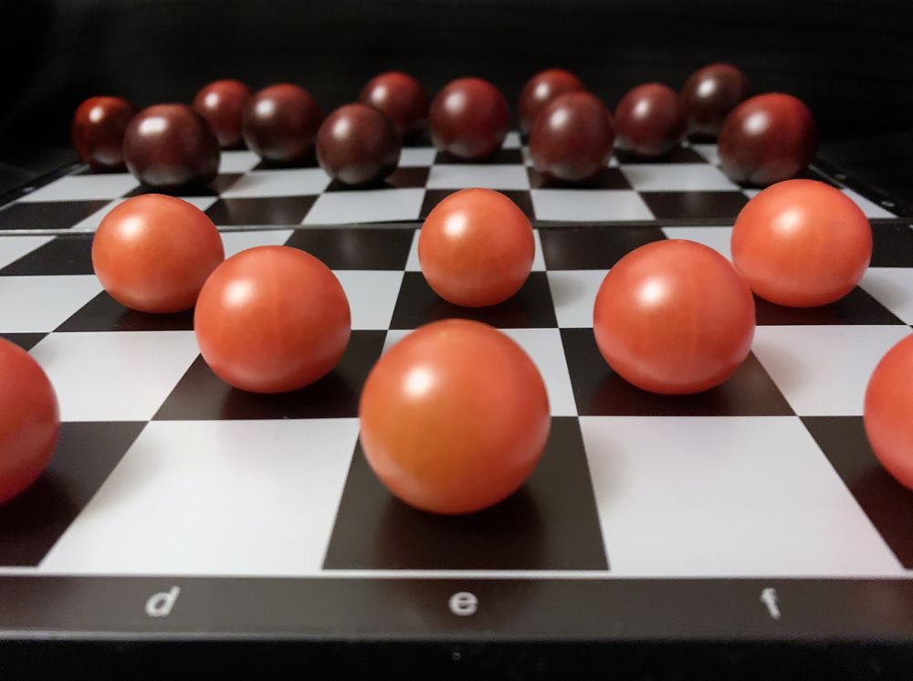 помидорные шашки