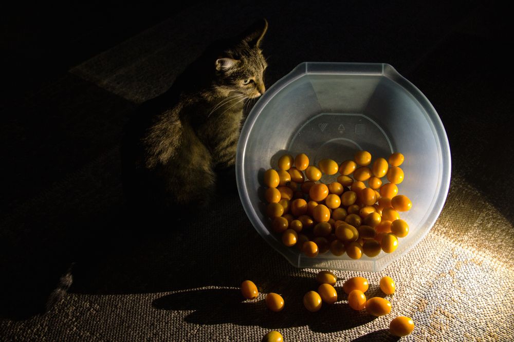 Кошка с помидорами