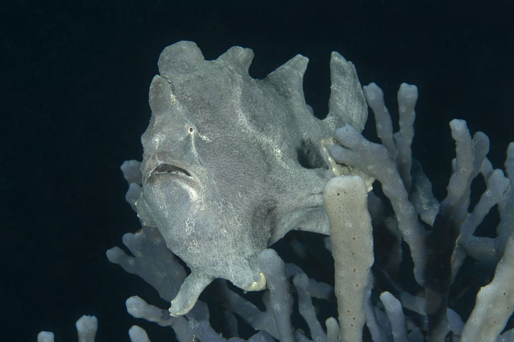 Фотография автора Димитрий Евтушик