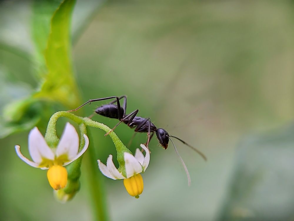 Ant and flower