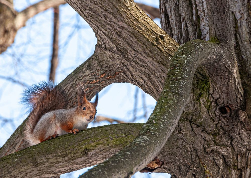 Photograph by Vladimir  Komarov