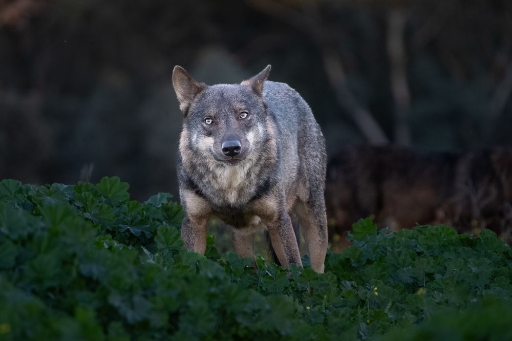 Photograph by Manuel Iglesias