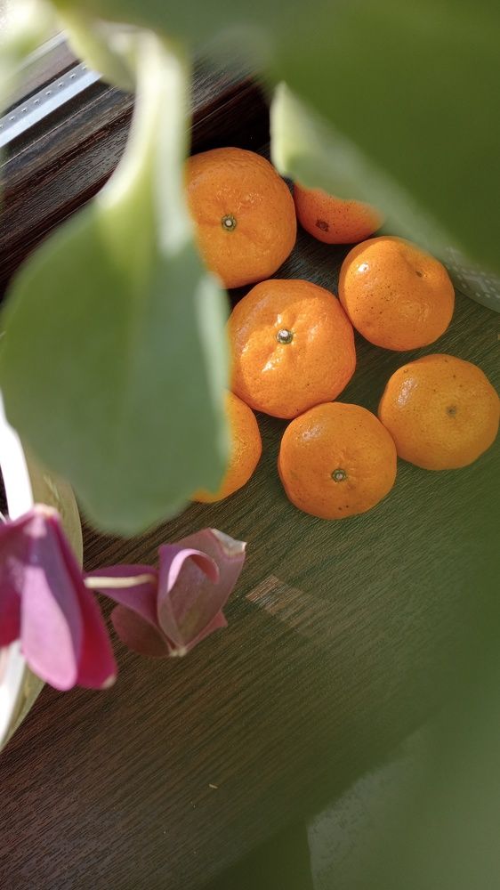 Сезон мандаринов открыт