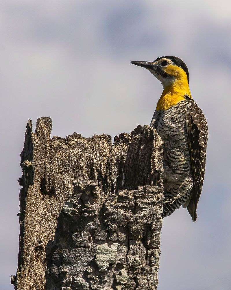 Photograph by Pablo Corengia