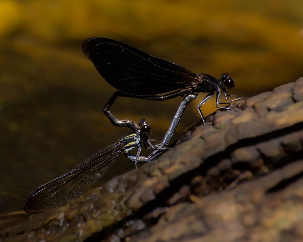 Photograph by Melan Sridhara