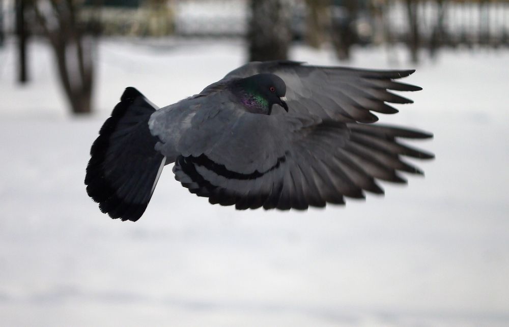 Photograph by Баженова Наталья