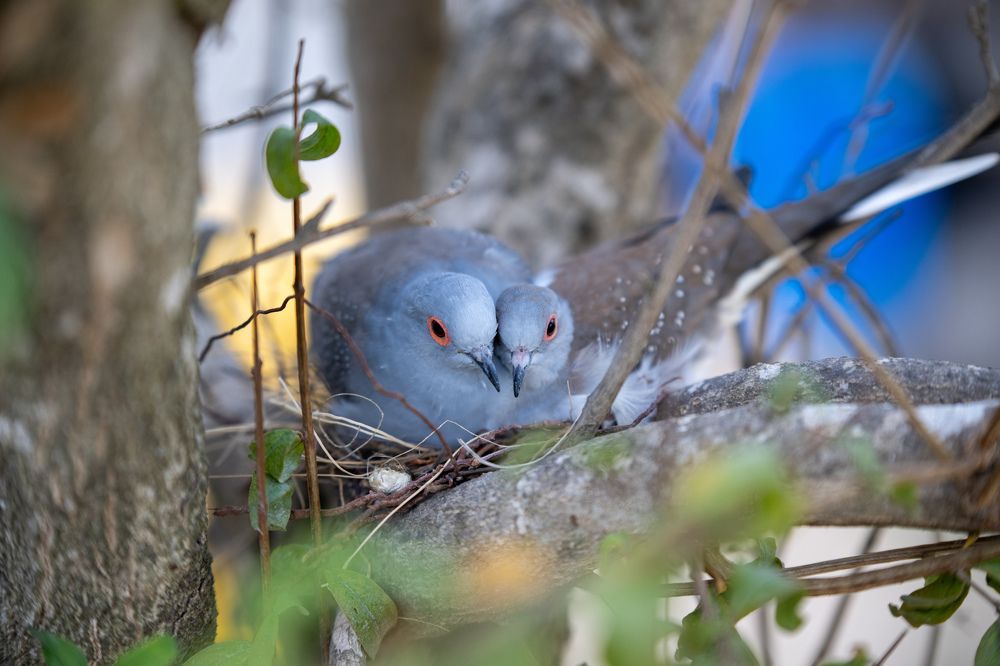 Фотография автора محمد سعد أبو أبراهم