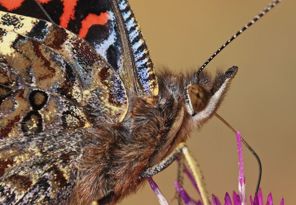 Photograph by Baglar Hasan