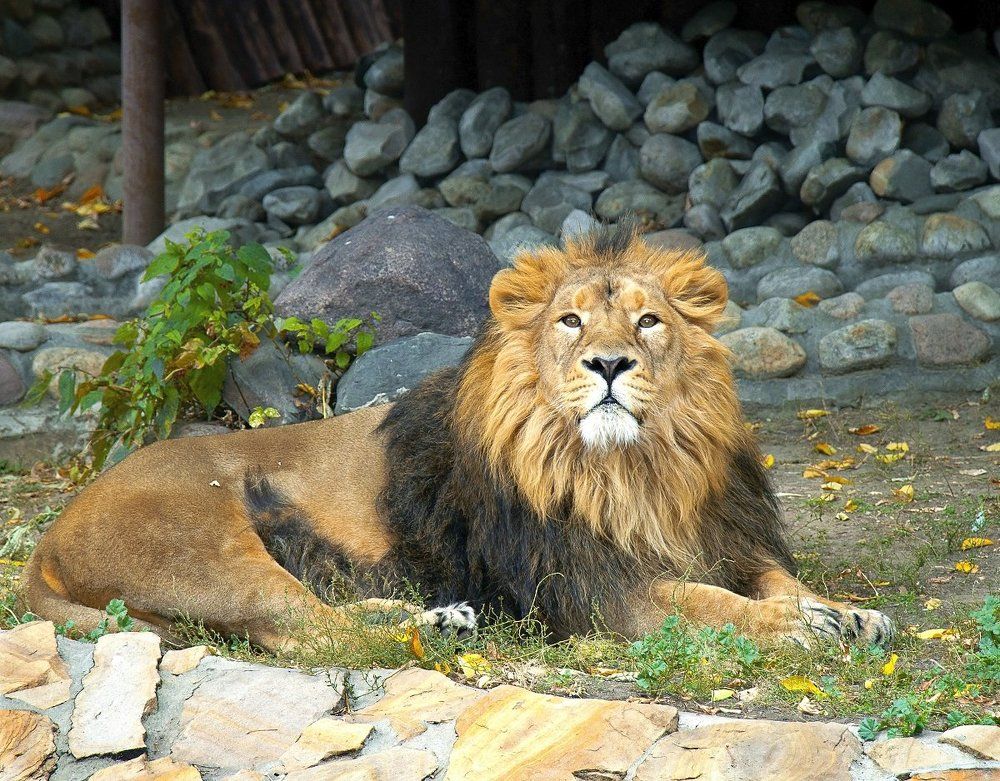 Царь зверей и осень...