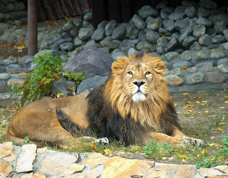 Виктор, Russia