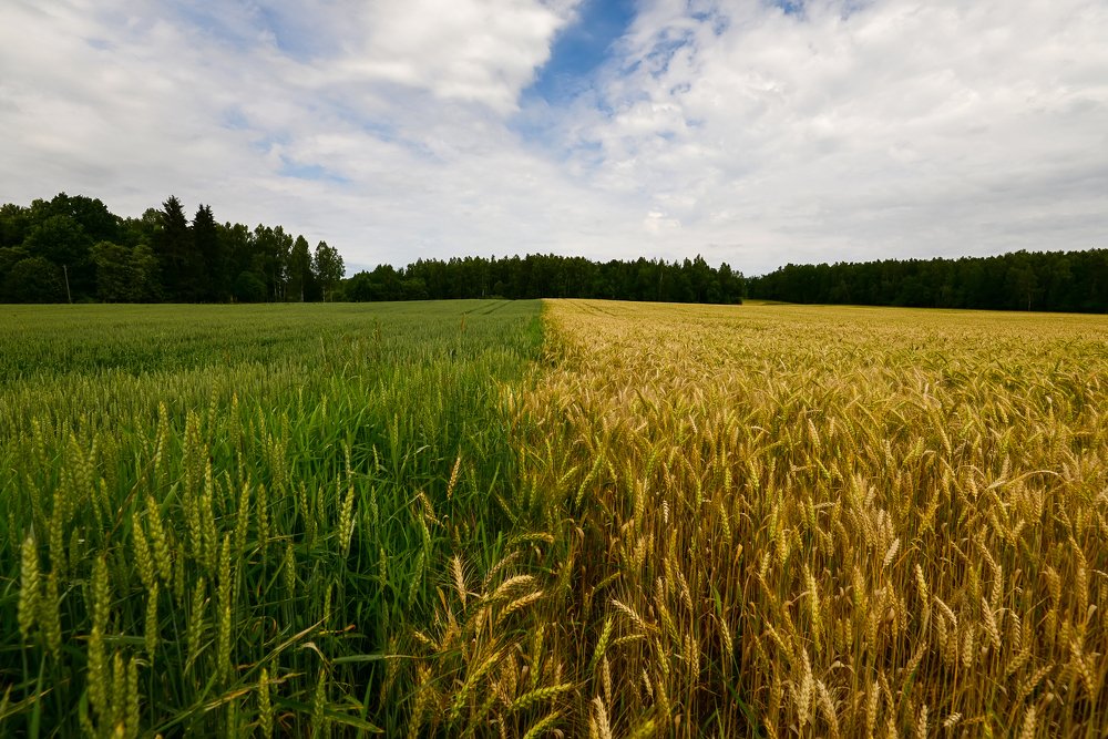 такие разные