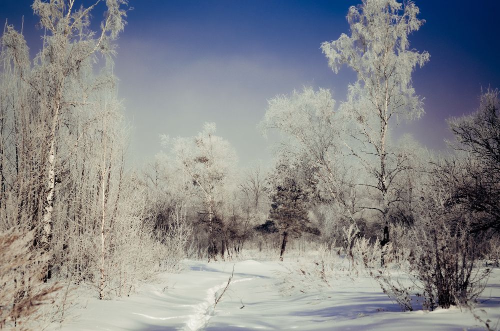 зимний лес