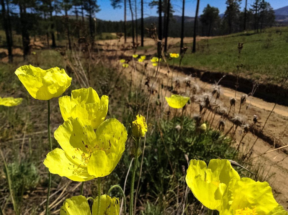 Желтые цветы