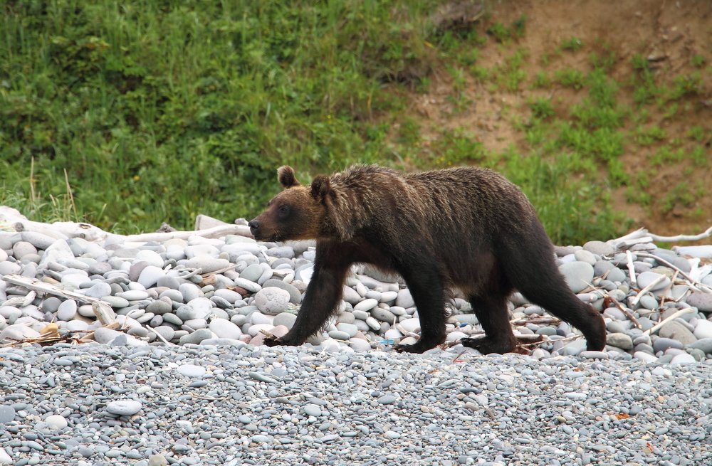 Курильский медведь.