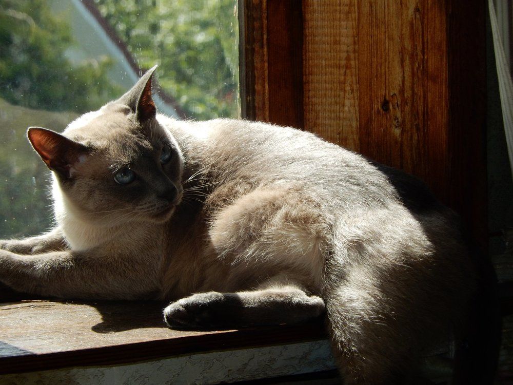 Photo #990674