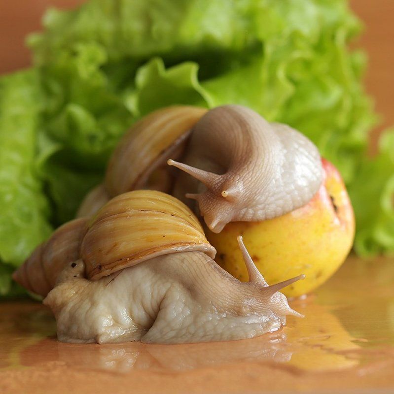 Vera Shamraeva, Russia