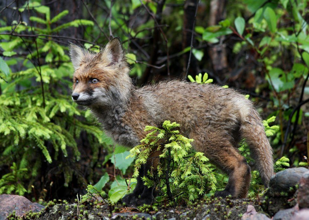 Маленький лис