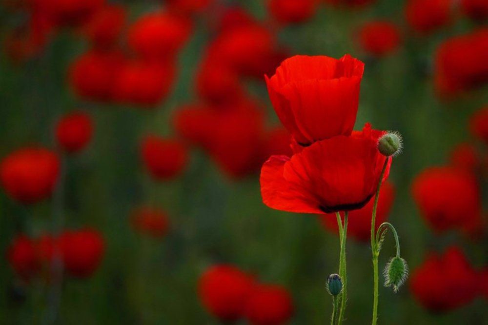 Весенние зарисовки.