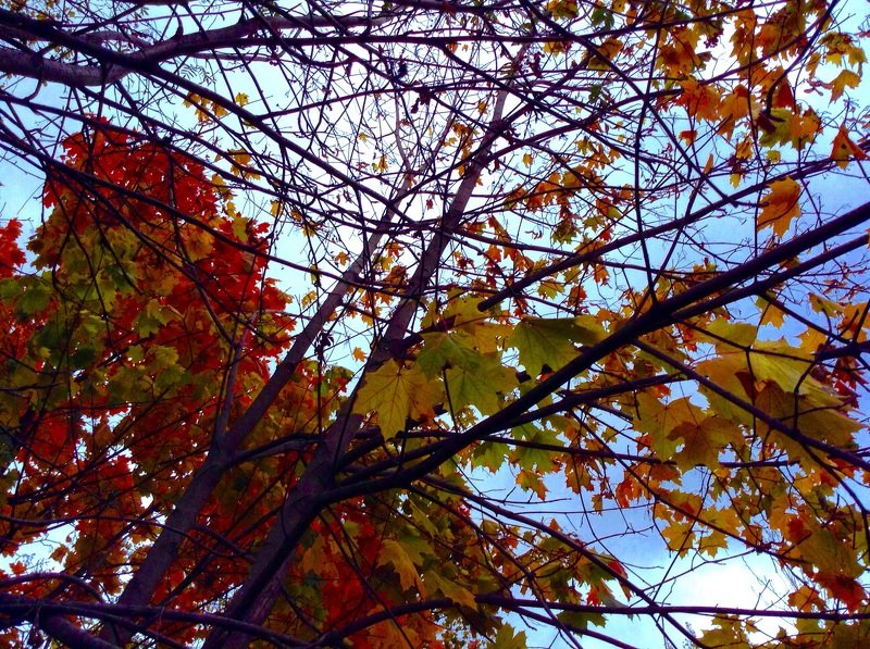 Антонина, Russia