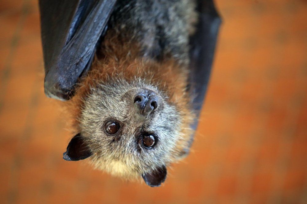 Летучая мышь