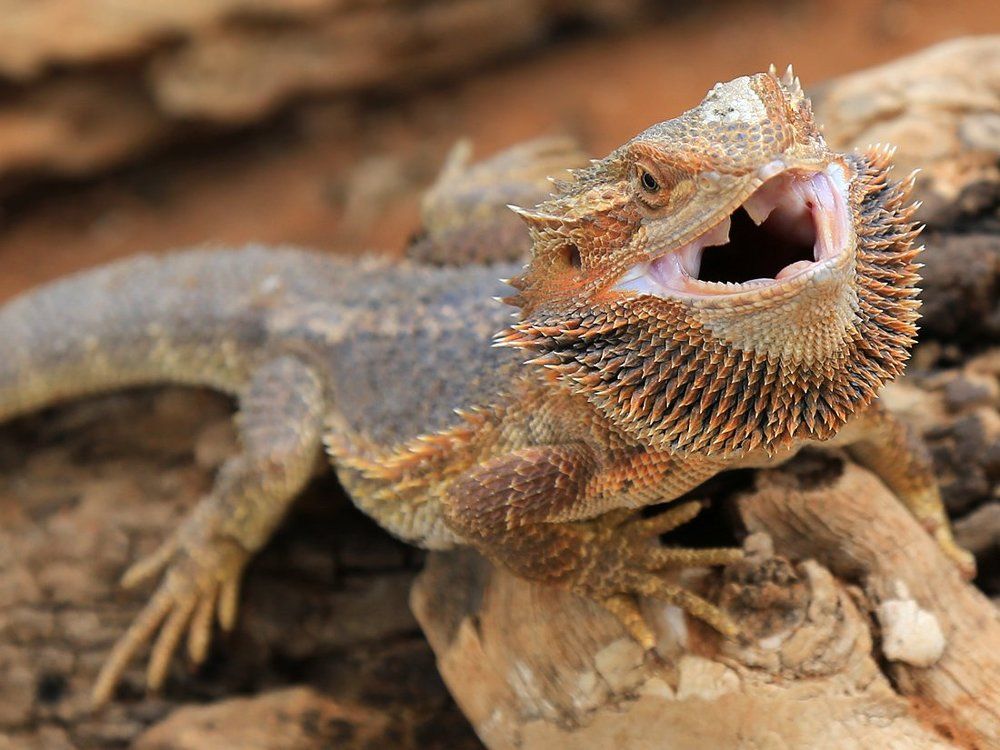 Портрет варанчика