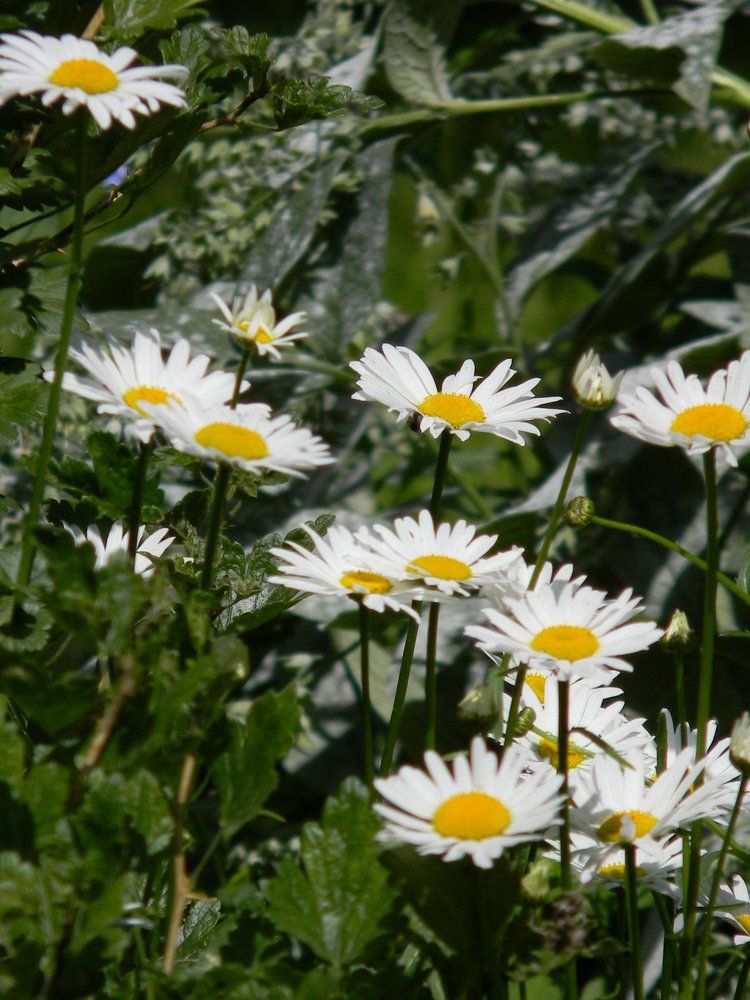 Ромашки