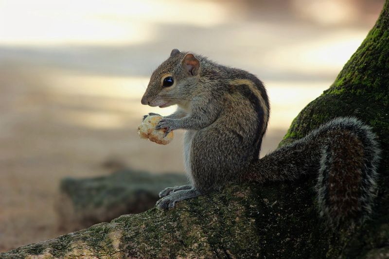 виктория, Ukraine