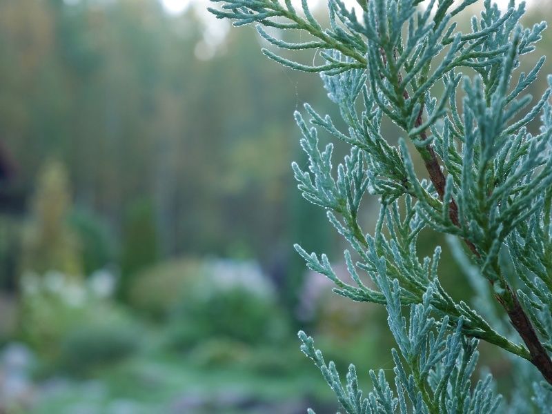 Анна Ремизова, Russia