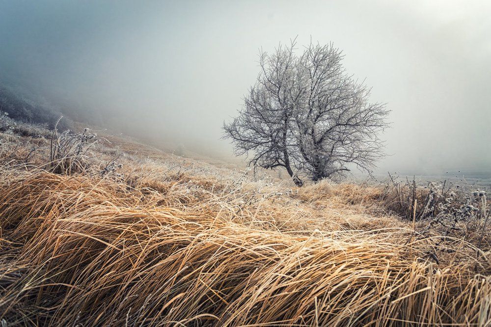 Одинокое дерево