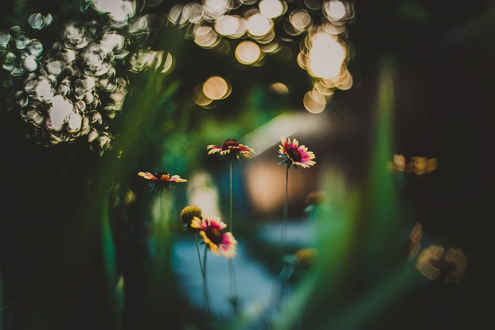 Летнее боке