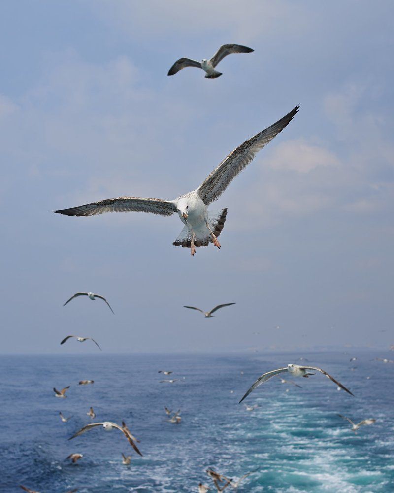 Photograph by samoilov