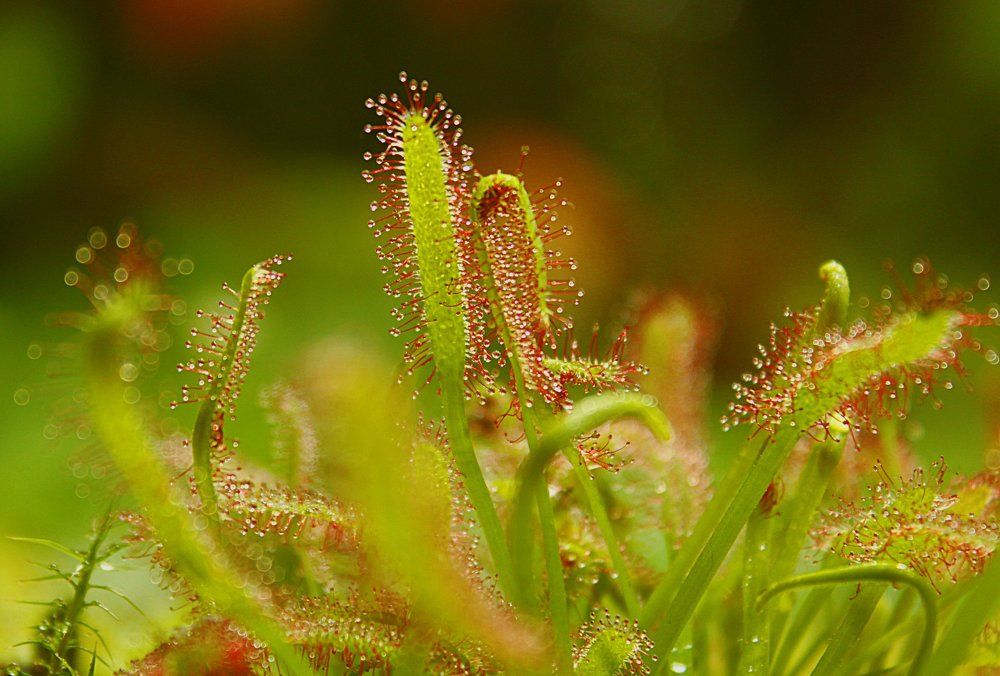 Покорми меня