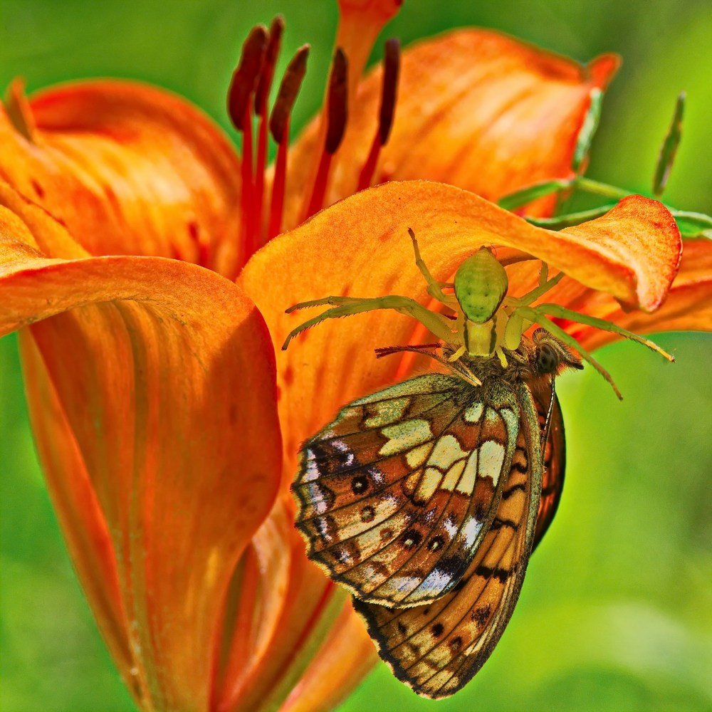 Вкус лета...