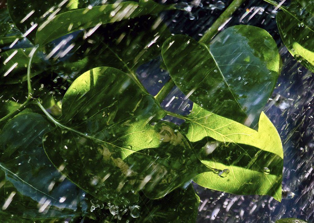 Летний дождь