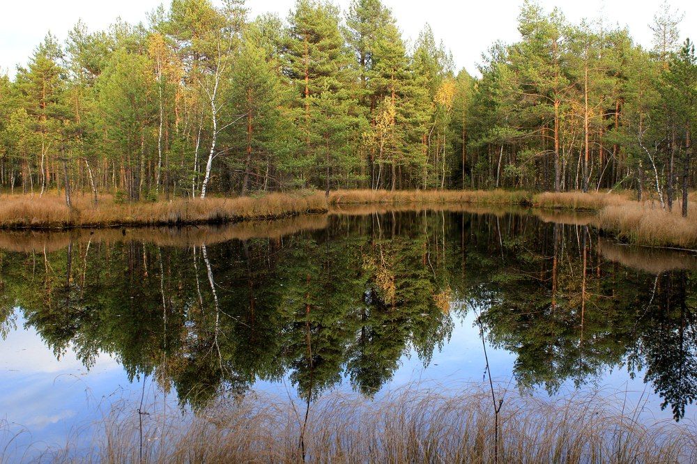 Пруд в торфяном болоте