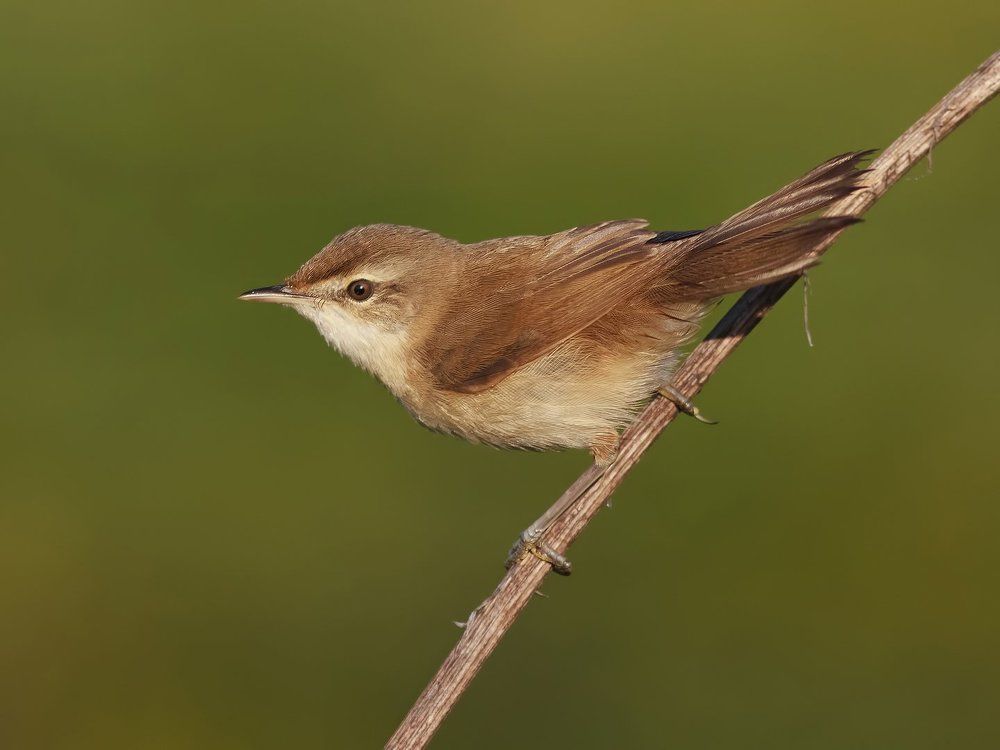 Paddyfield Warbler.
