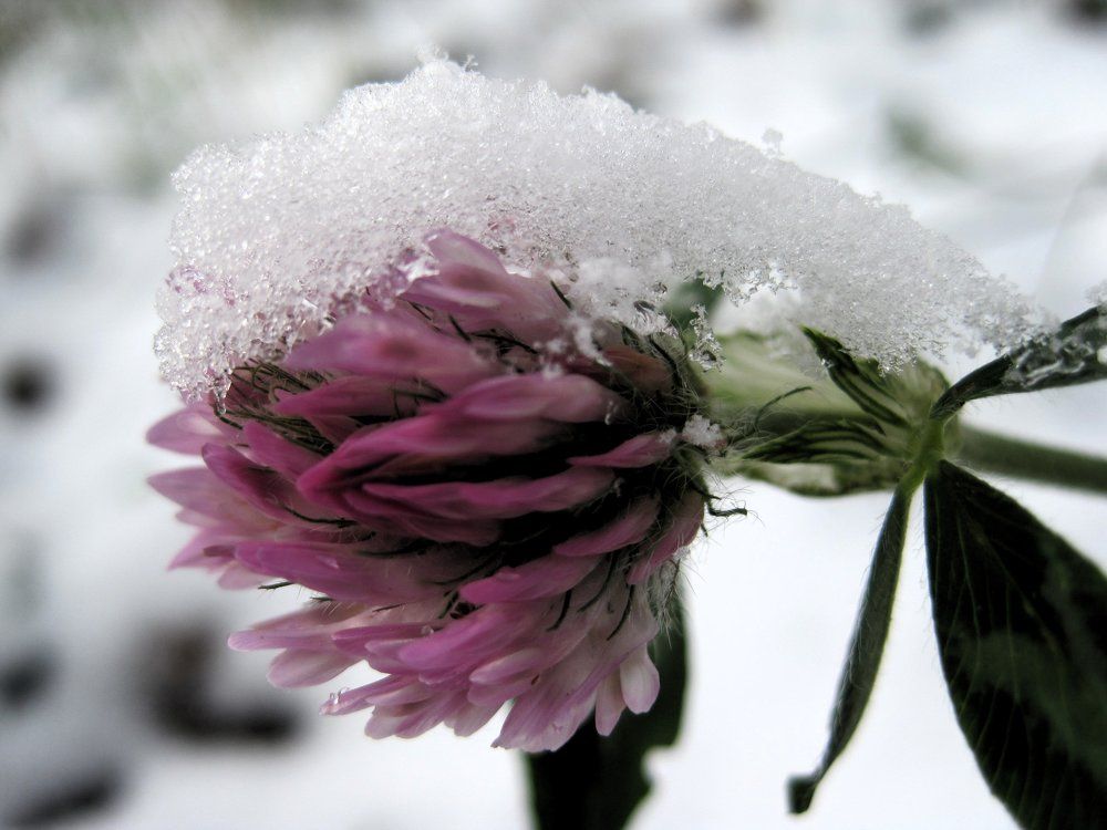 "подснежник"