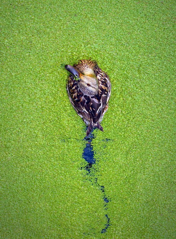 Михайлов Виктор, Russia