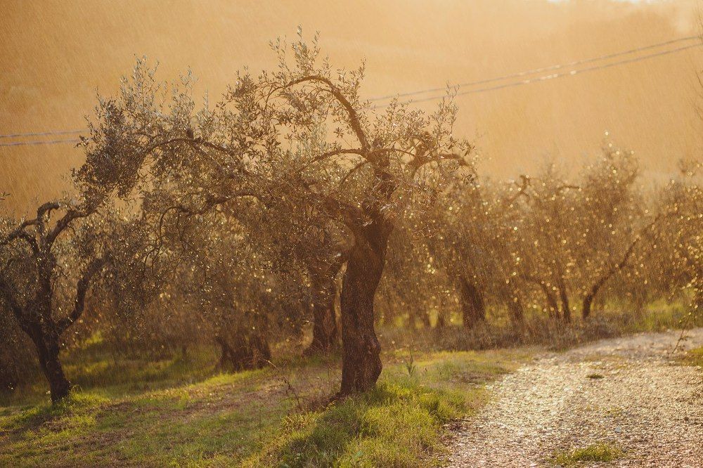Olive rain
